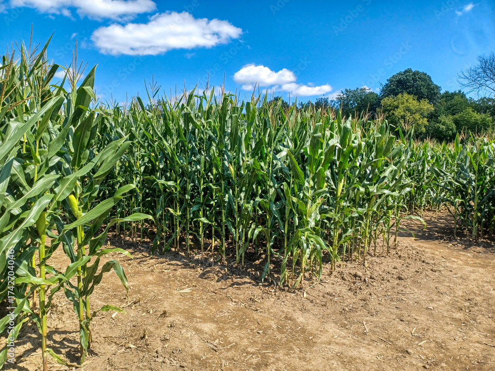 Naklejka premium Toronto Corn Maze Path