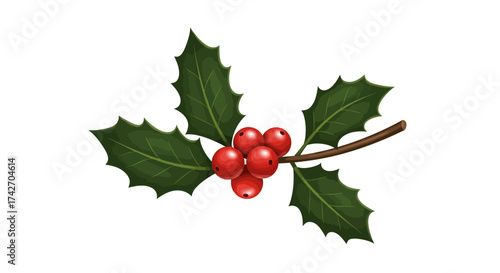 Realistic holly branch with red berries and green leaves on white background