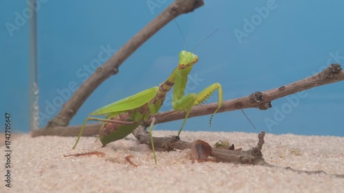 Beautiful Green Praying Mantis Thriving in Its Natural Habitat Among the Flora and Fauna