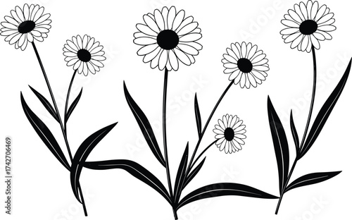 Daisy flower silhouettes, botanical illustration, long stems, narrow petals, leaf pairs, nature design, vector, minimal, black, white, floral