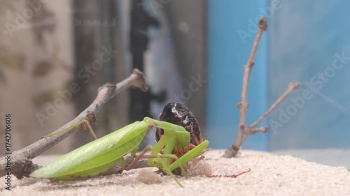 Mantis Feeding Sequence Observed Within Their Natural Habitat in the Wild Outdoors