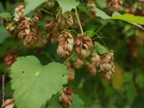 leaves and cones of hops on the street on the fence