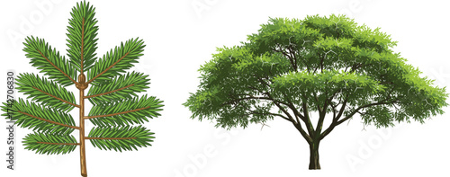 Detailed illustration of coniferous and deciduous trees with needle leaves and broad leafy canopy for botanical, educational, and design projects