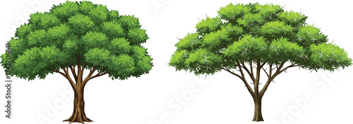 "Vector illustration of two different tree types with contrasting canopy shapes, foliage density, and trunk structure"