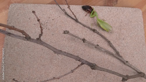 Insect Interaction observed on a Natural Textured Surface in their Habitat and Environment