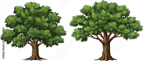 Beautiful stylized tree illustration with dense and broad canopies, textured trunks, and green foliage for nature and design projects