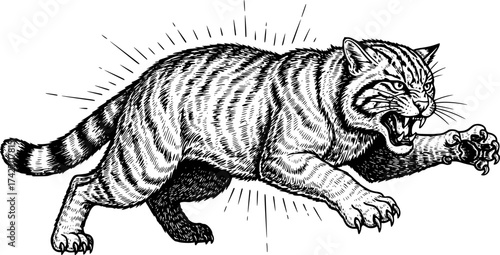 Vector engraving of a feral wildcat pouncing in rage isolated
