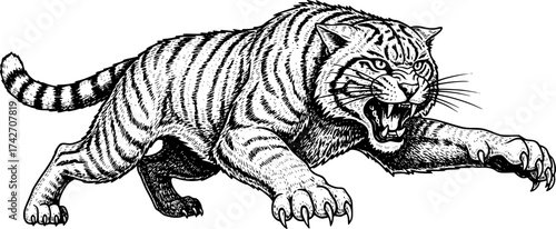 Vector engraving of a feral wildcat pouncing in rage isolated
