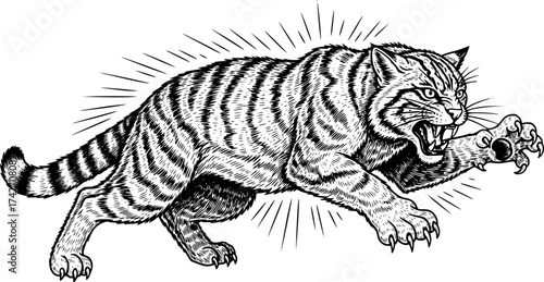 Vector engraving of a feral wildcat pouncing in rage isolated

