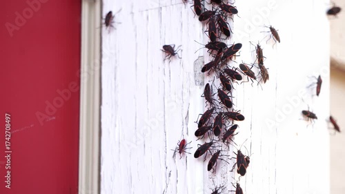 Boxelder bugs or Boisea trivittata cling to the walls of a house during the fall season in America. These bugs are redolent and will release a pungent.