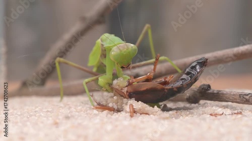 The Green Mantis Engaging in its Feeding Behavior on an Insect Found in its Natural Habitat