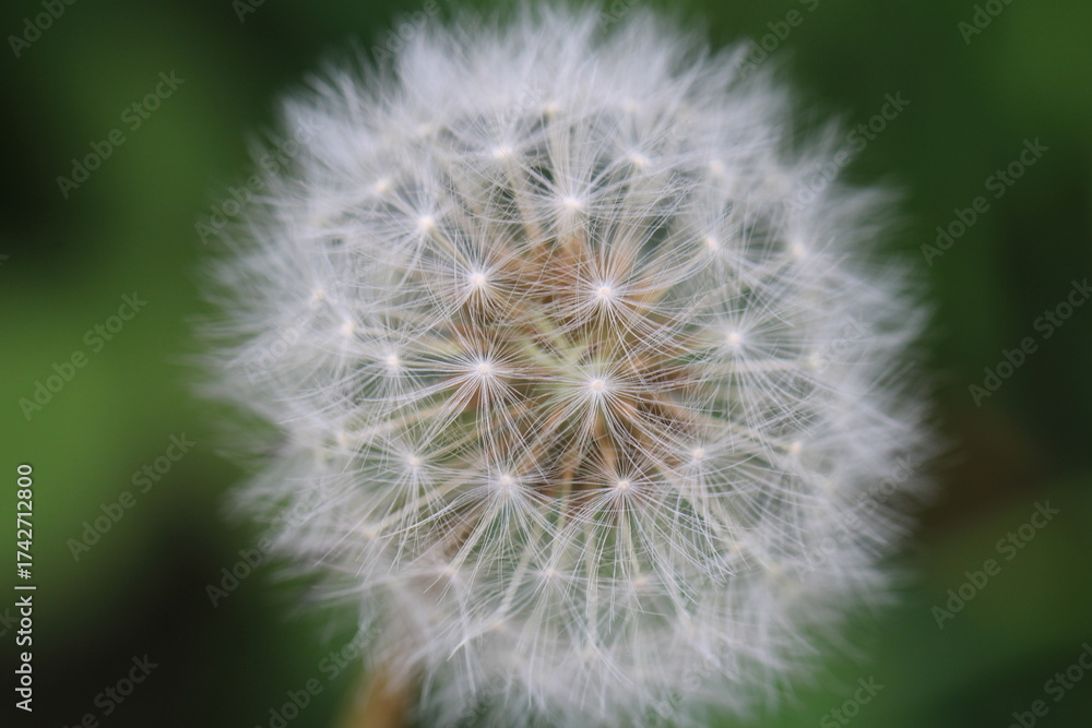 Obraz premium dandelion seed head