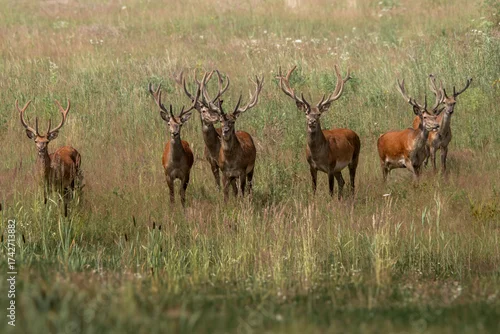 Obraz stado jeleni byki poroże rykowisko, jelenie w mieście