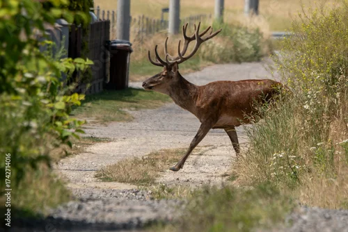 Obraz stado jeleni byki poroże rykowisko, jelenie w mieście