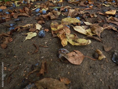 dried yellow autumn leaves on gray asphalt. autumn mood.