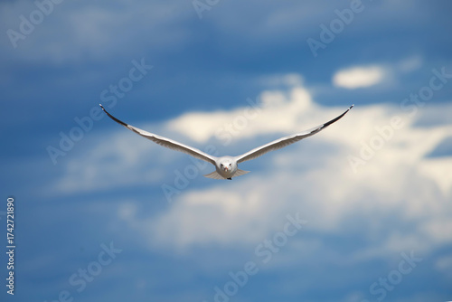 A seagull flies high in the sky, wings spread wide. The bright blue background enhances its striking white feathers