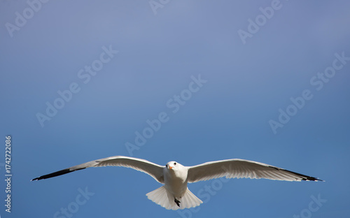 A seagull flies towards the camera, its wings spread. The blue background enhances its striking white feathers