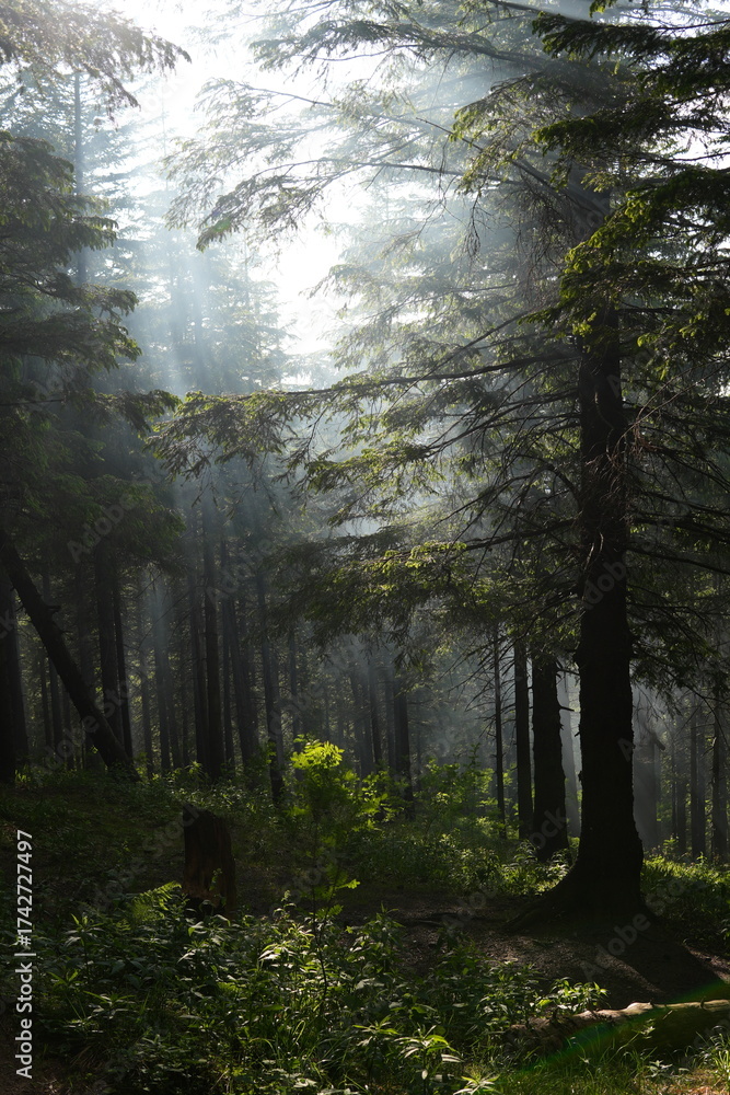 Fototapeta premium Green forest background with sunlight and trees