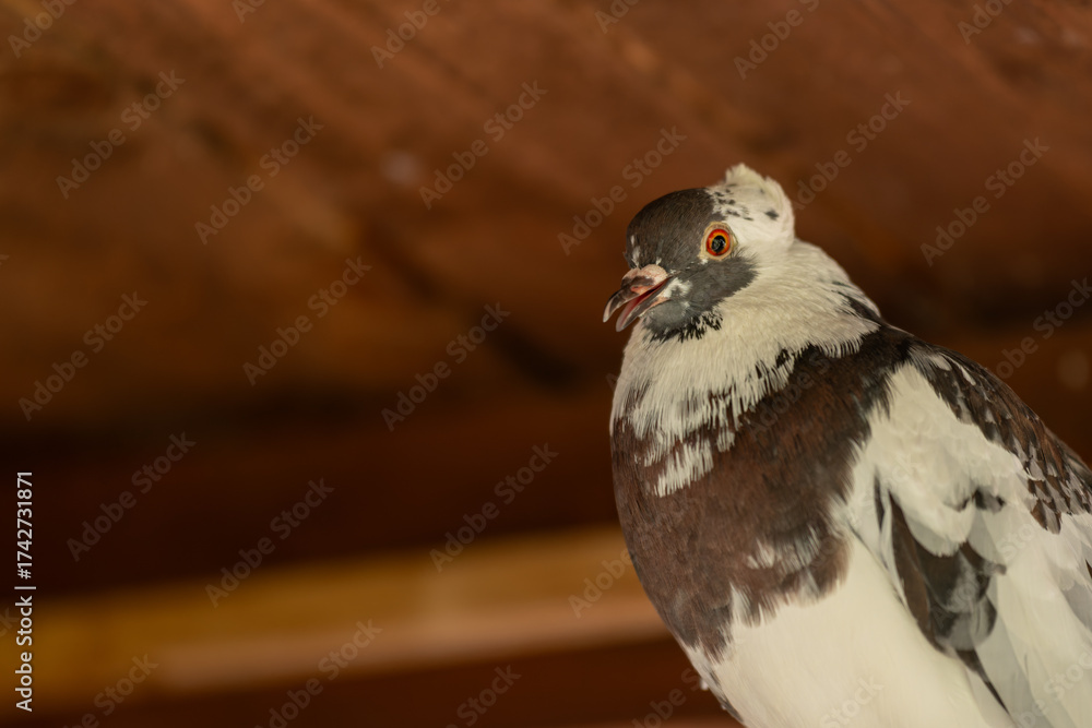 Obraz premium Beautiful brown and white ornamental pigeon under a wooden roof. 