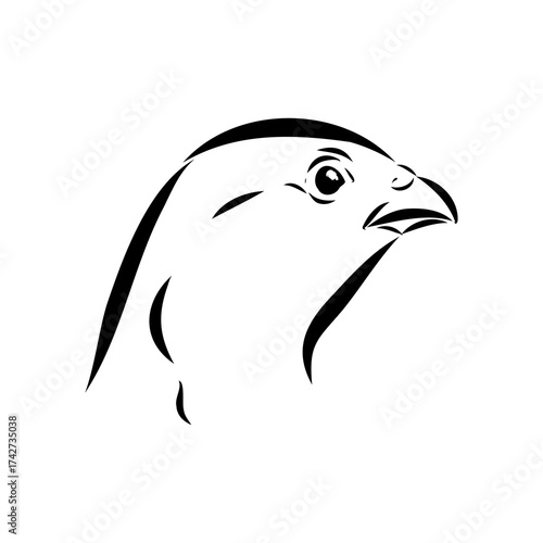 Ulan. bird, vector sketch
