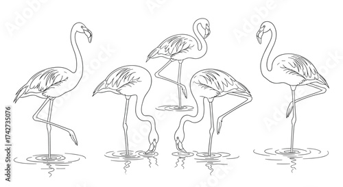 A charming collection of elegant flamingos standing gracefully in their natural habitat.
