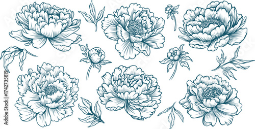Collection of peony flower line art illustrations in elegant vintage botanical style