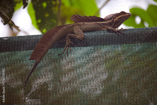 Beautiful brown colored basilisk sitting on a woven fence in Puntarenas province of Costa Rica