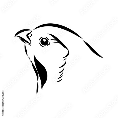 Ulan. bird, vector sketch