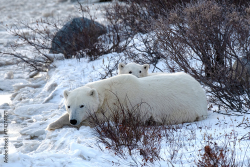 Polar bear mother and cub on snowy tundra, Churchill, Manitoba