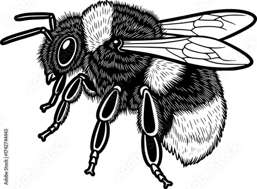 Line art vector of bumblebee with hairy texture and small wings, black outline, isolated on white
