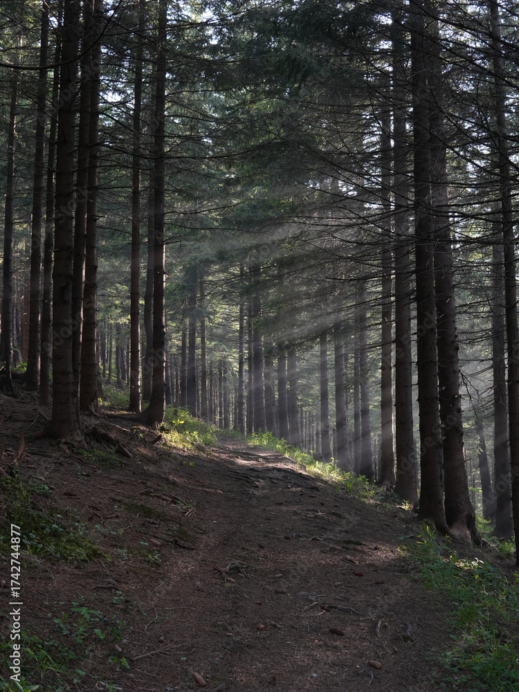 Fototapeta premium Green forest background with sunlight and trees