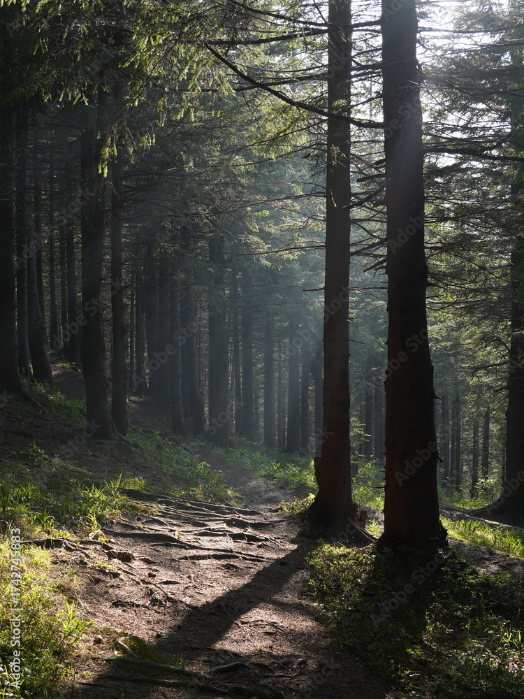Obraz premium Green forest background with sunlight and trees