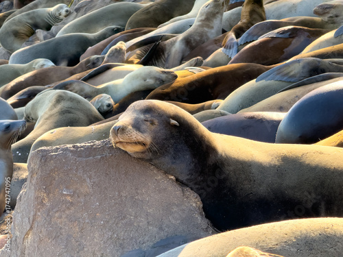 Sleeping California Sea Lions, Monterey Bay