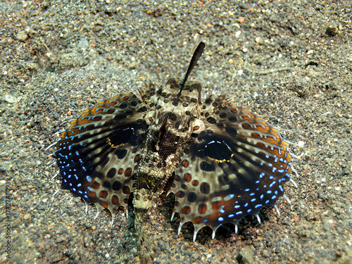 Oriental flying gurnard aka dactyloptena orientalis photographed in Bali, Indonesia.