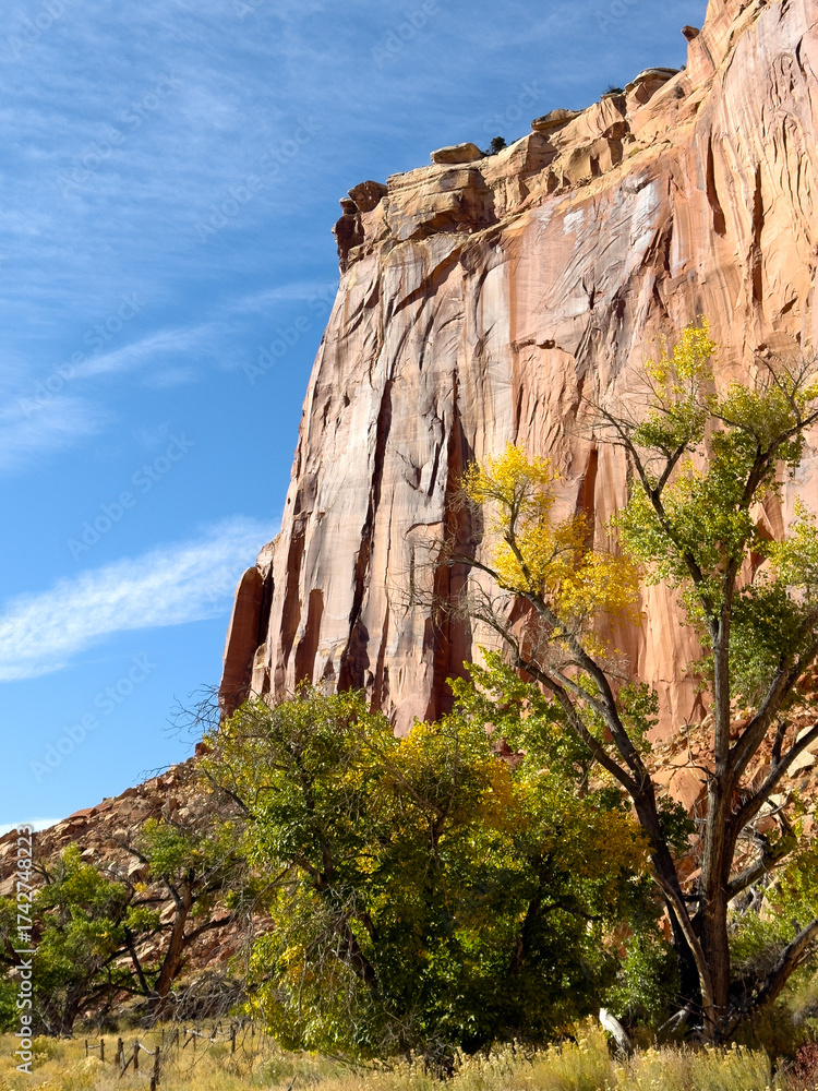 Fototapeta premium Red sandstone cliff and autumn cottonwoods, Capitol Reef National Park