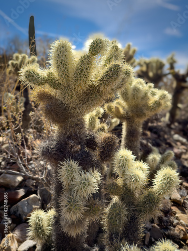 Teddy Bear Cholla in the Sonoran Desert near Tucson, Arizona
