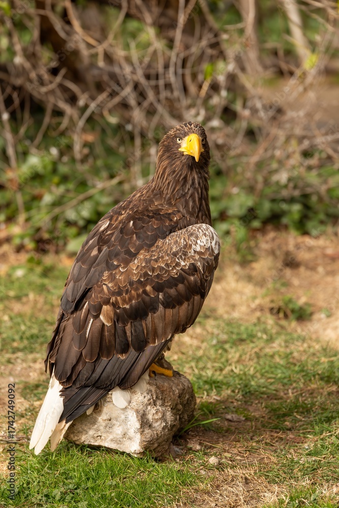 Fototapeta premium Steller’s sea eagle perched on a rock outdoors