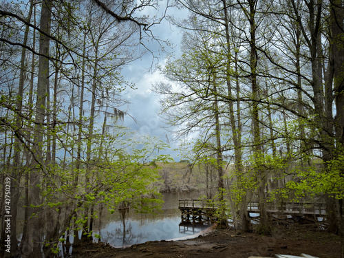 Cypress Swamp and Boardwalk at Caddo Lake State Park, Texas