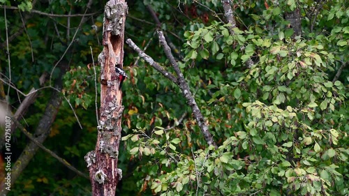 Great Spotted Woodpecker drilling hole and leaving. One Dendrocopos major on the tree. Real time.