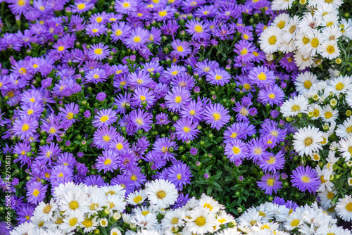 Valokuva prato fiorito con violette azzurre e bianche