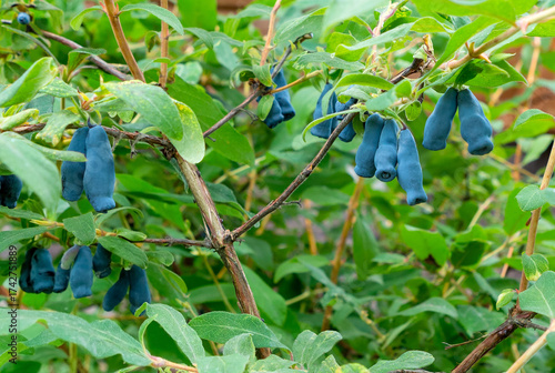 Honeysuckle berries on a bush. Blue berry.