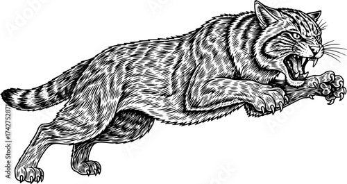 Vector engraving of a feral wildcat pouncing in rage isolated
