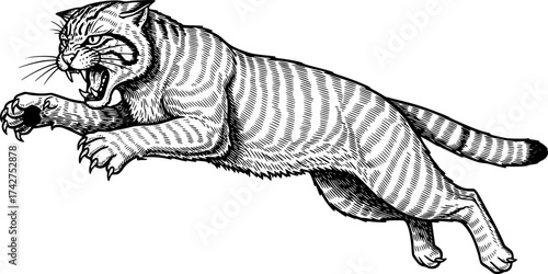 Vector engraving of a feral wildcat pouncing in rage isolated
