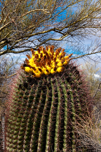 Fishhook Barrel Cactus with Yellow Fruit, Sonoran Desert