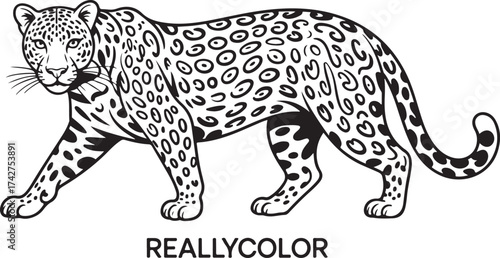 Wild leopard vector illustration: a spotted big cat predator (Panthera pardus) isolated on a white background