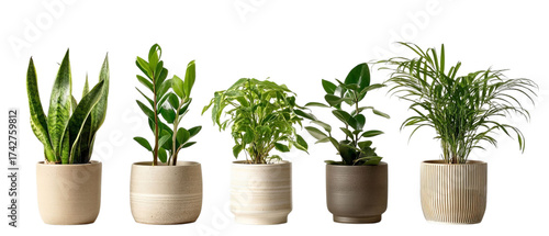 PNG of Group of five green indoor plants in modern pots, creating a fresh and vibrant atmosphere.