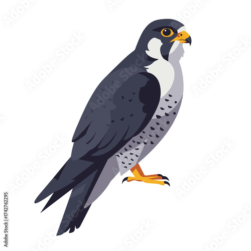 Peregrine Falcon standing proudly on a perch with a transparenr background for wildlife concept