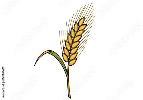 A detailed illustration of a barley ear, showcasing its texture and form. Perfect for branding, agriculture, or craft projects. Clean, modern design.