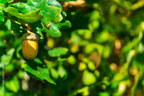 Close-up of an acorn on an oak tree branch. Selective focus highlights the nut against a blurred background of sunlit green foliage, symbolizing the beginning of the autumn season.