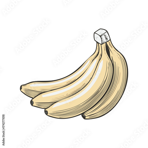 Illustration of a bunch of ripe yellow bananas with a vintage sketch style